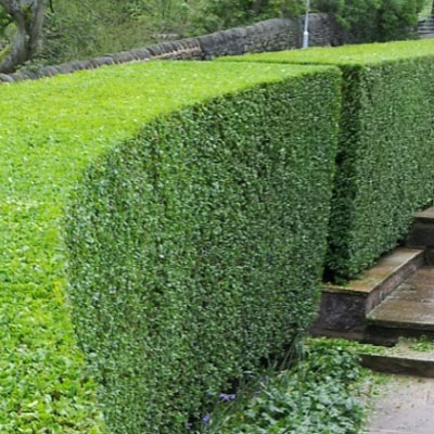 general maintenance hedge trimming tipperary